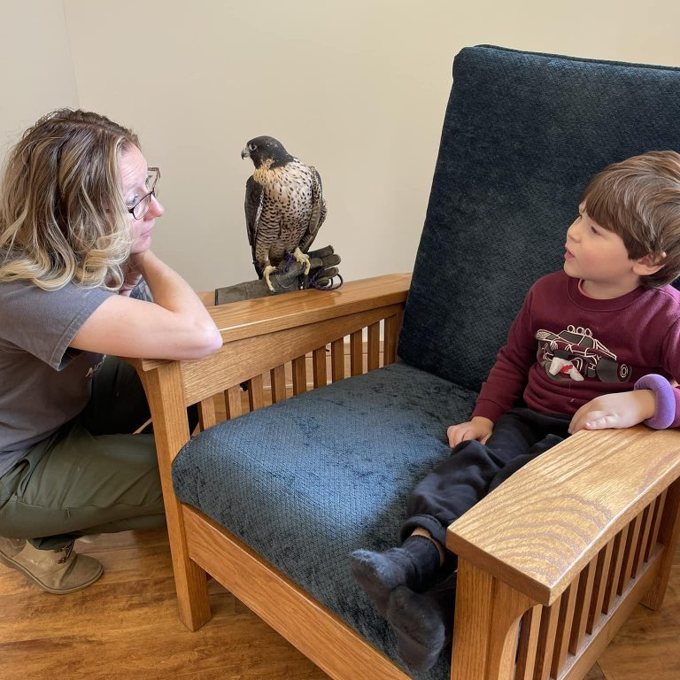 Photo of child and falcon at library event